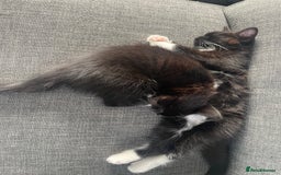 Domestic Shorthair cats for sale: Domestic longhair kittens - Image 10