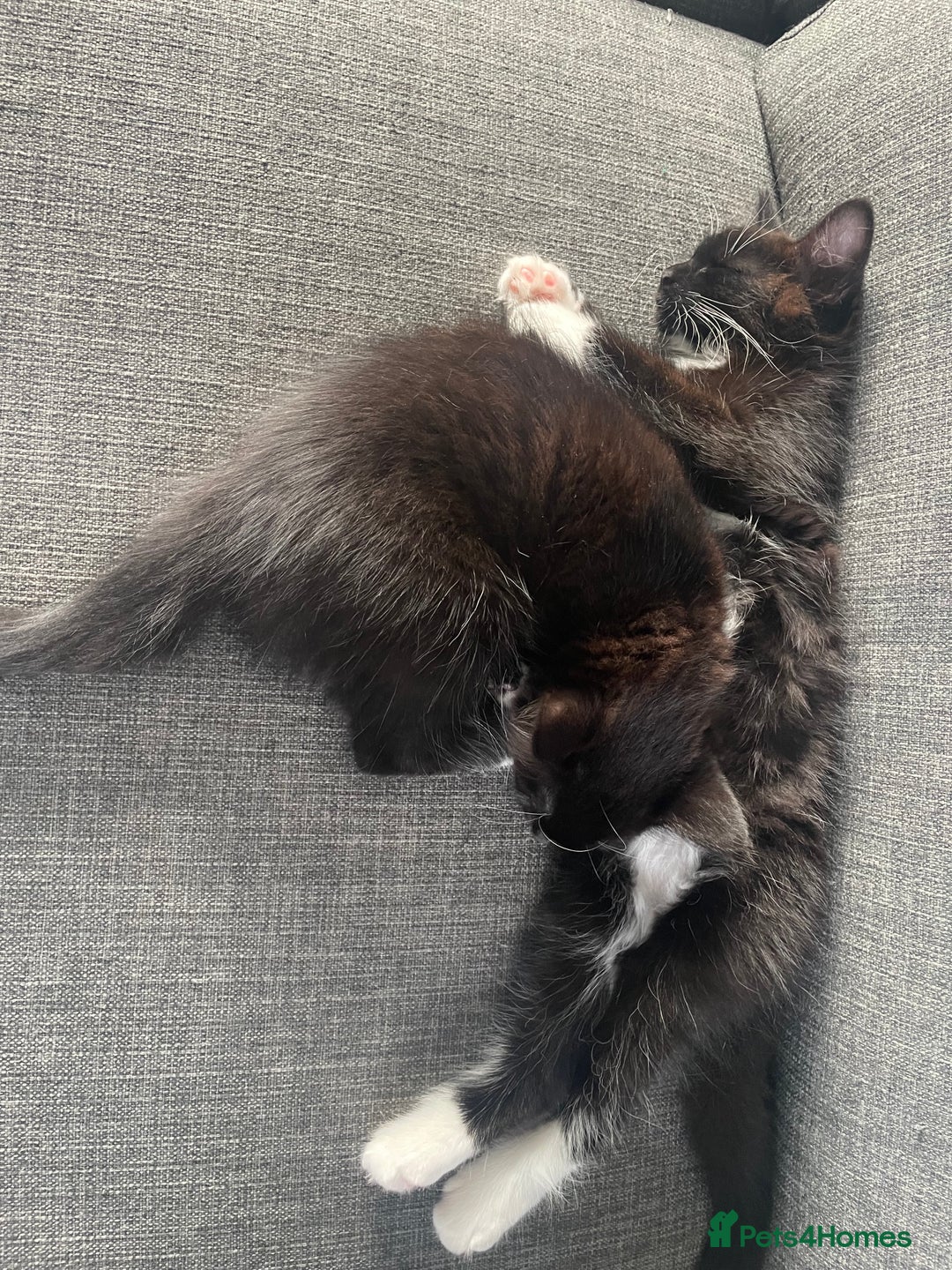 Domestic Shorthair cats for sale: Domestic longhair kittens - Image 10