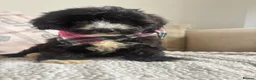 Mixed Breed dogs for sale: BEAUTIFUL MINI CORGIPOO PUPPIES  in Llanelli - Advert 15
