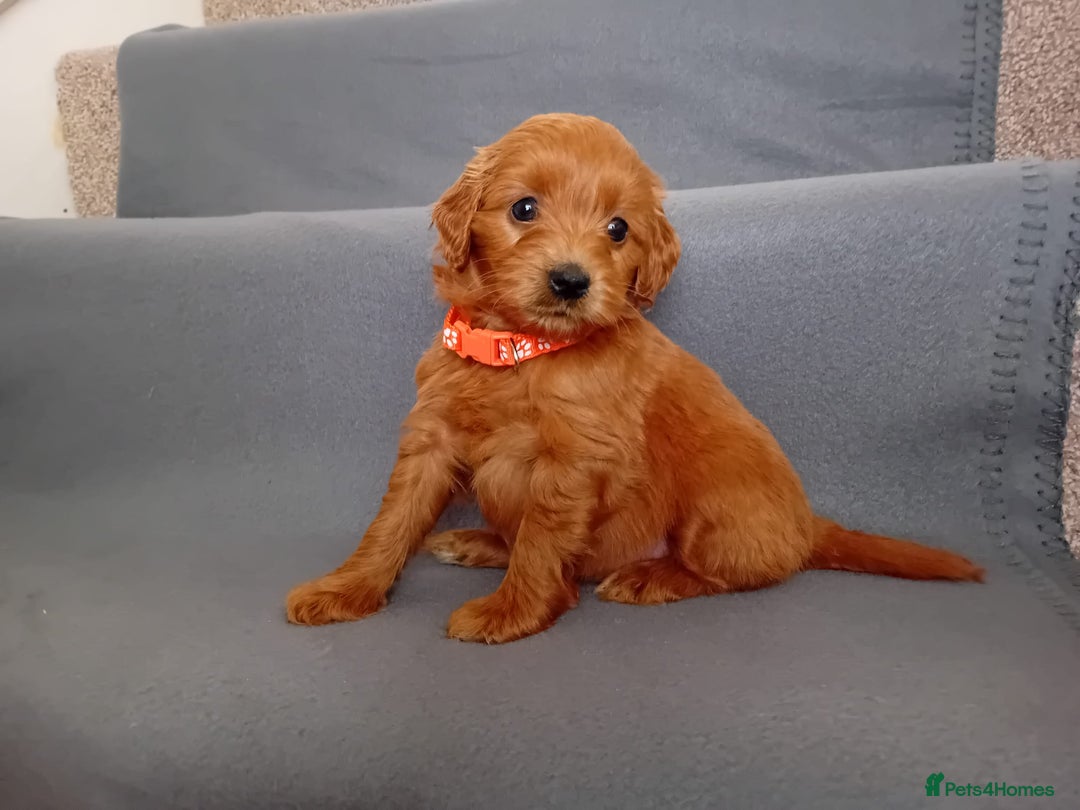 Goldendoodle dogs for sale: Gorgeous F1b Goldendoodles - Advert 10