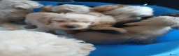 Jackapoo dogs for sale: Cockapoo puppy in Witney - Advert 24