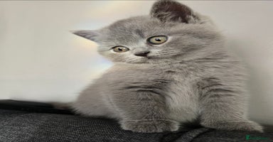 British Shorthair cats - Advert 7
