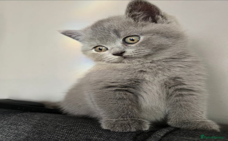 British Shorthair cats - Advert 16