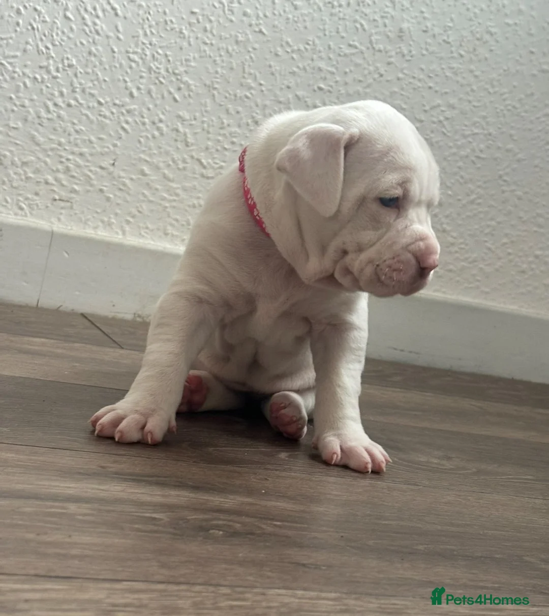 Mixed Breed dogs for sale: American bulldog x Alapaha blueblood bulldog  - Advert 2