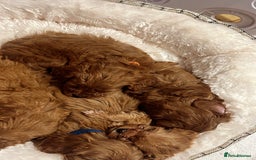 Cavapoo dogs for sale: 🐾red F1 Cavapoo puppies🐾  - Image 12