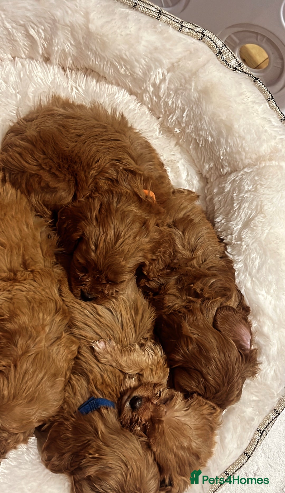 Cavapoo dogs for sale: 🐾red F1 Cavapoo puppies🐾  - Image 12