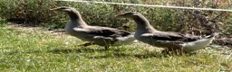 Geese poultry for sale: Sold … - Advert 2