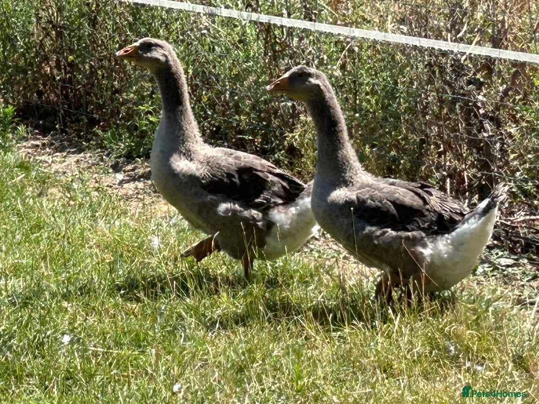 Geese poultry for sale: Sold … - Advert 2