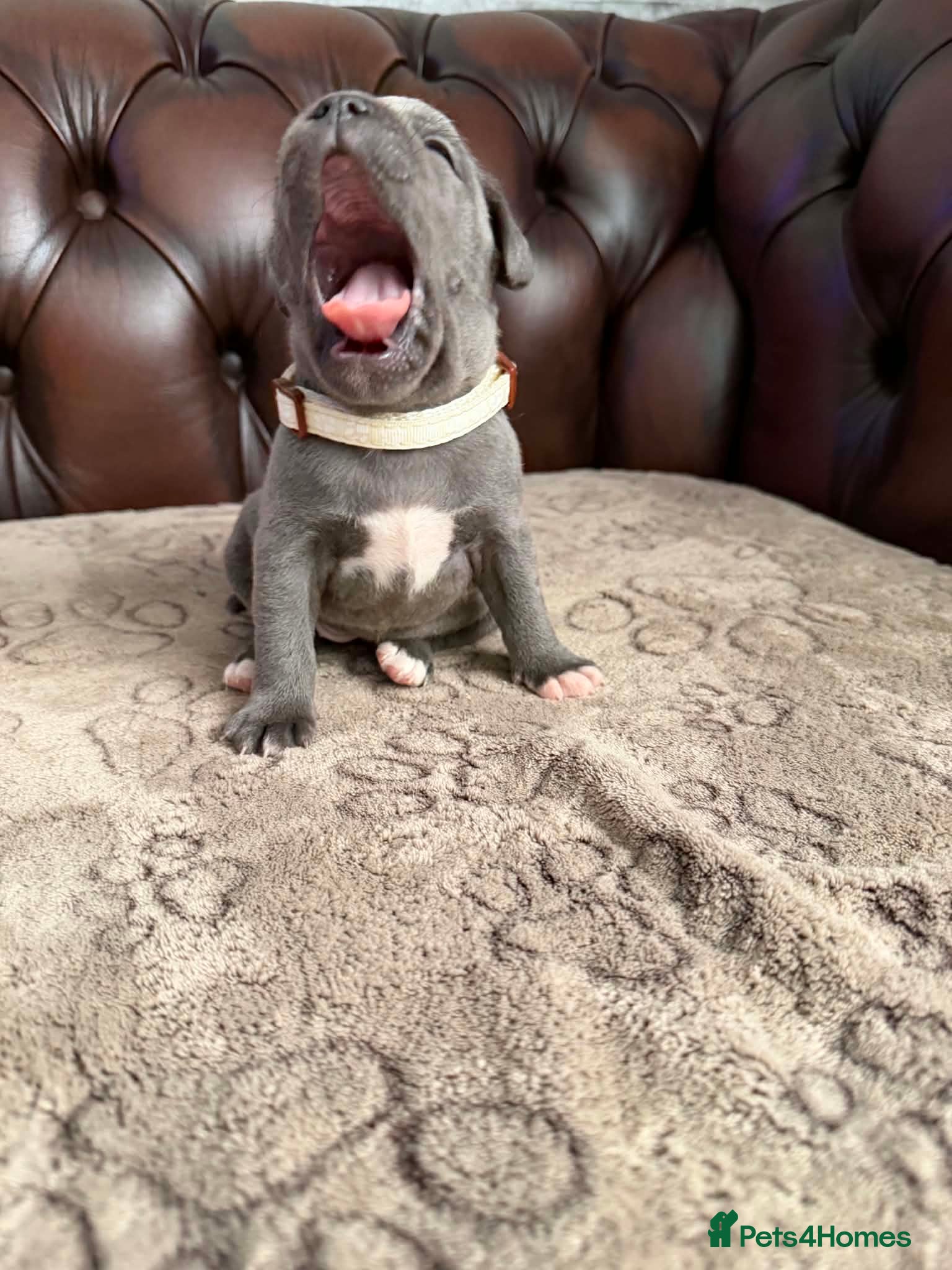 Staffordshire Bull Terrier dogs Adorable KC registered blue staffy puppies  - Advert 2
