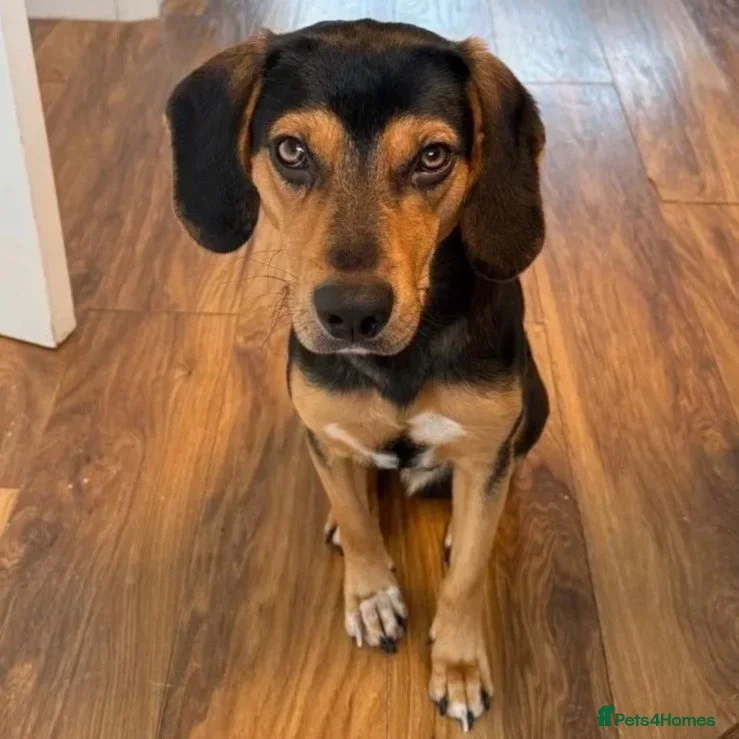 Mixed Breed dogs Ivan (Greek Harehound) - Advert 2