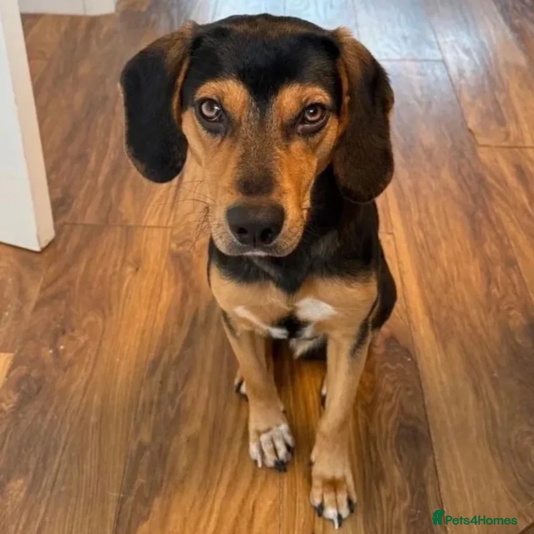 Mixed Breed dogs for adoption: Ivan (Greek Harehound) in Chislehurst - Advert 1