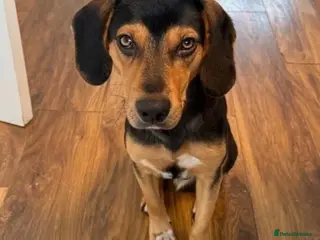 Mixed Breed dogs Ivan (Greek Harehound) - Advert 7