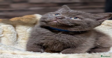 British Shorthair cats - Advert 13