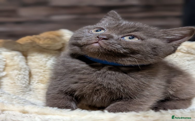 British Shorthair cats - Advert 6