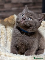 British Shorthair cats - Advert 13