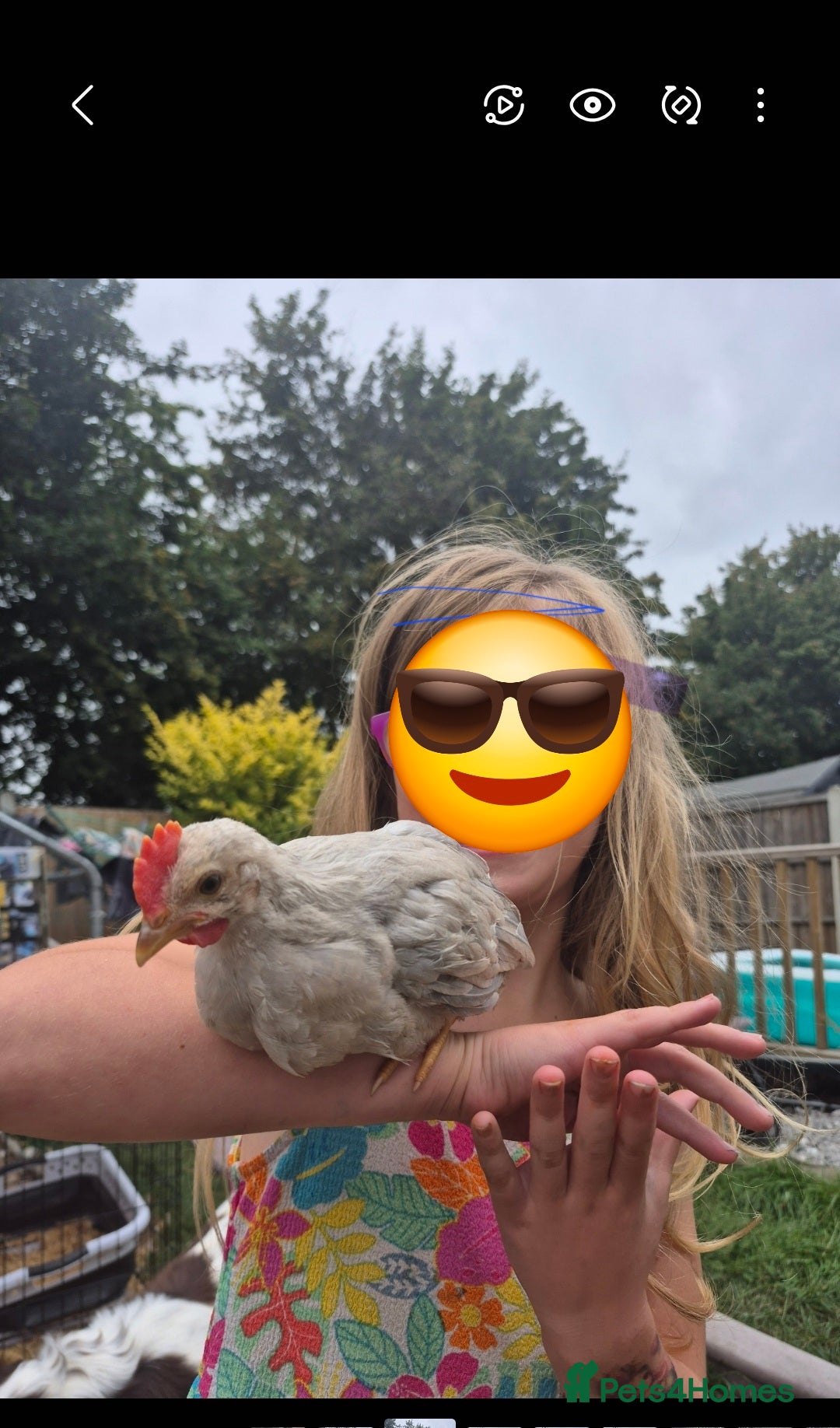 Chickens poultry for sale: Isabella leghorn cockerel - Image 3