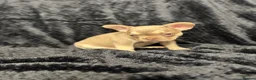 French Bulldog dogs for sale: Beautiful French Bulldog puppies - Advert 22