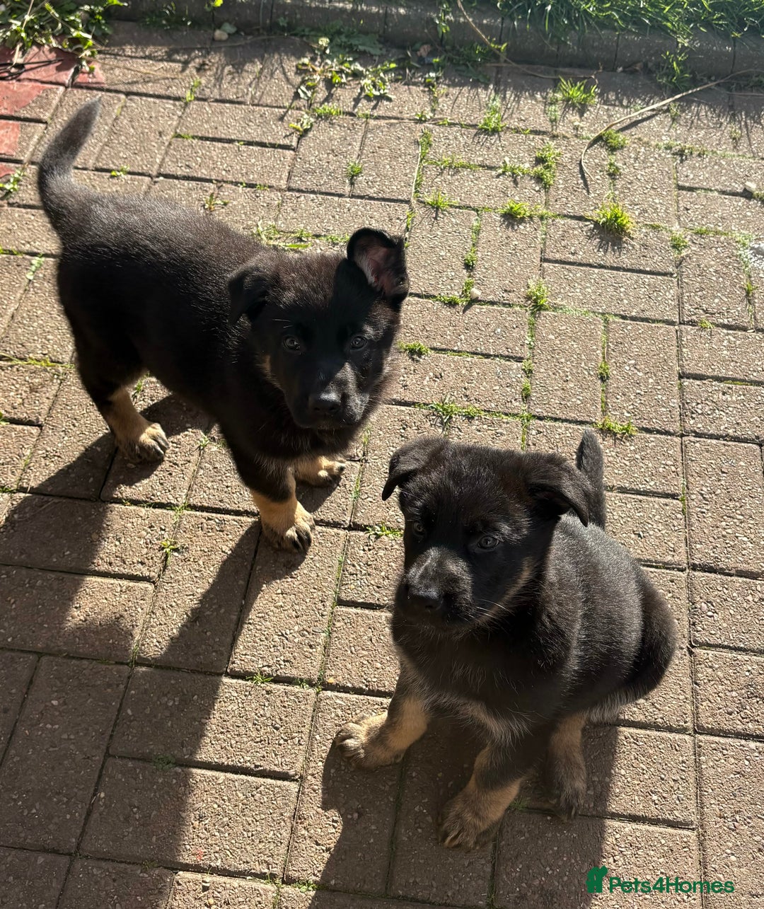 German Shepherd dogs for sale: Pedigree working line German shepherd pups - Image 3