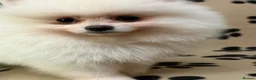 Pomeranian dogs for sale: Super litter of 4 Beautiful Pomeranian Girls  in Ammanford - Advert 7