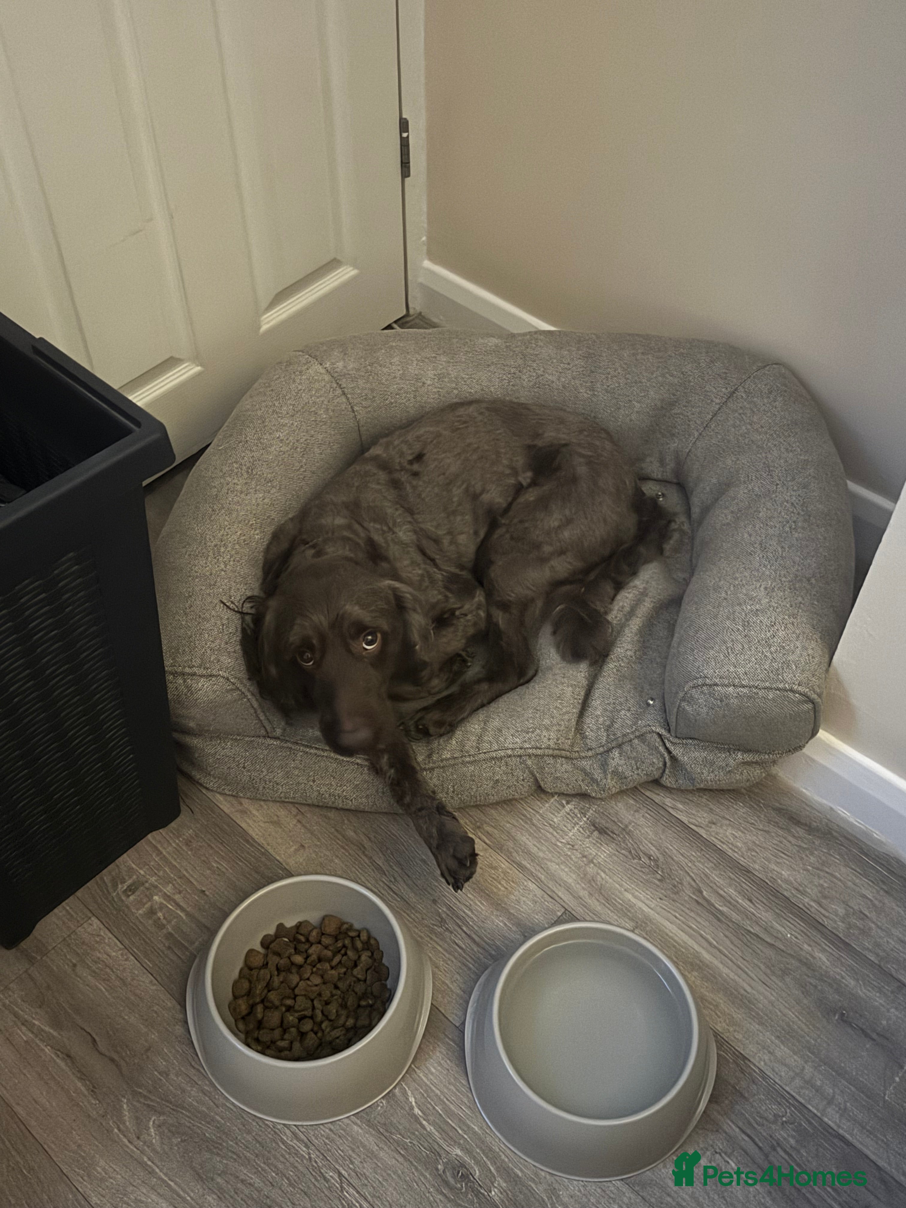 Cockapoo dogs 6 year old male f2 cockapoo  - Advert 12