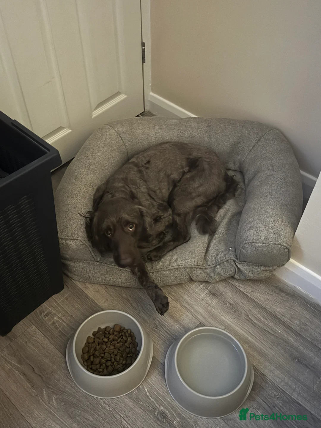 Cockapoo dogs for sale: 6 year old male f2 cockapoo  - Advert 1