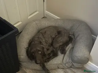 Cockapoo dogs 6 year old male f2 cockapoo - Advert 2