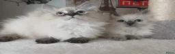 Siberian cats for sale: Beautiful Siberian kittens  in Wigan - Advert 12