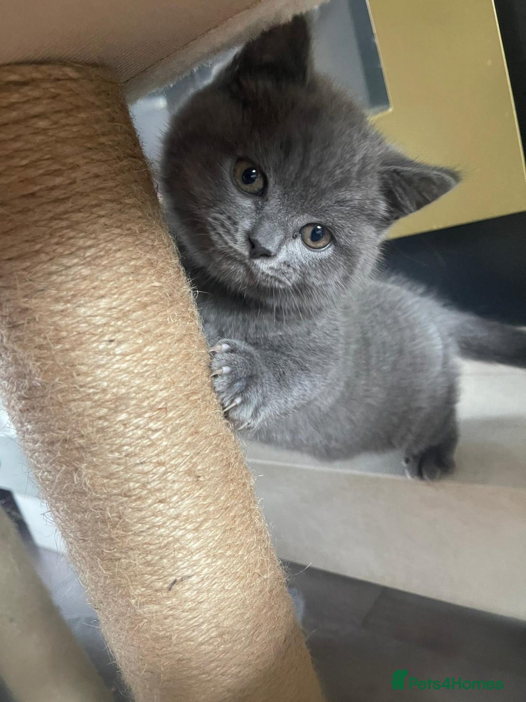 British Shorthair cats for sale: British shorthair kittens  - Image 6