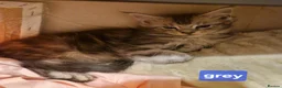Maine Coon cats for sale: Sweet Maine coon - Advert 10