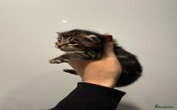 Mixed Breed cats for sale: 2 female kittens   - Image 5