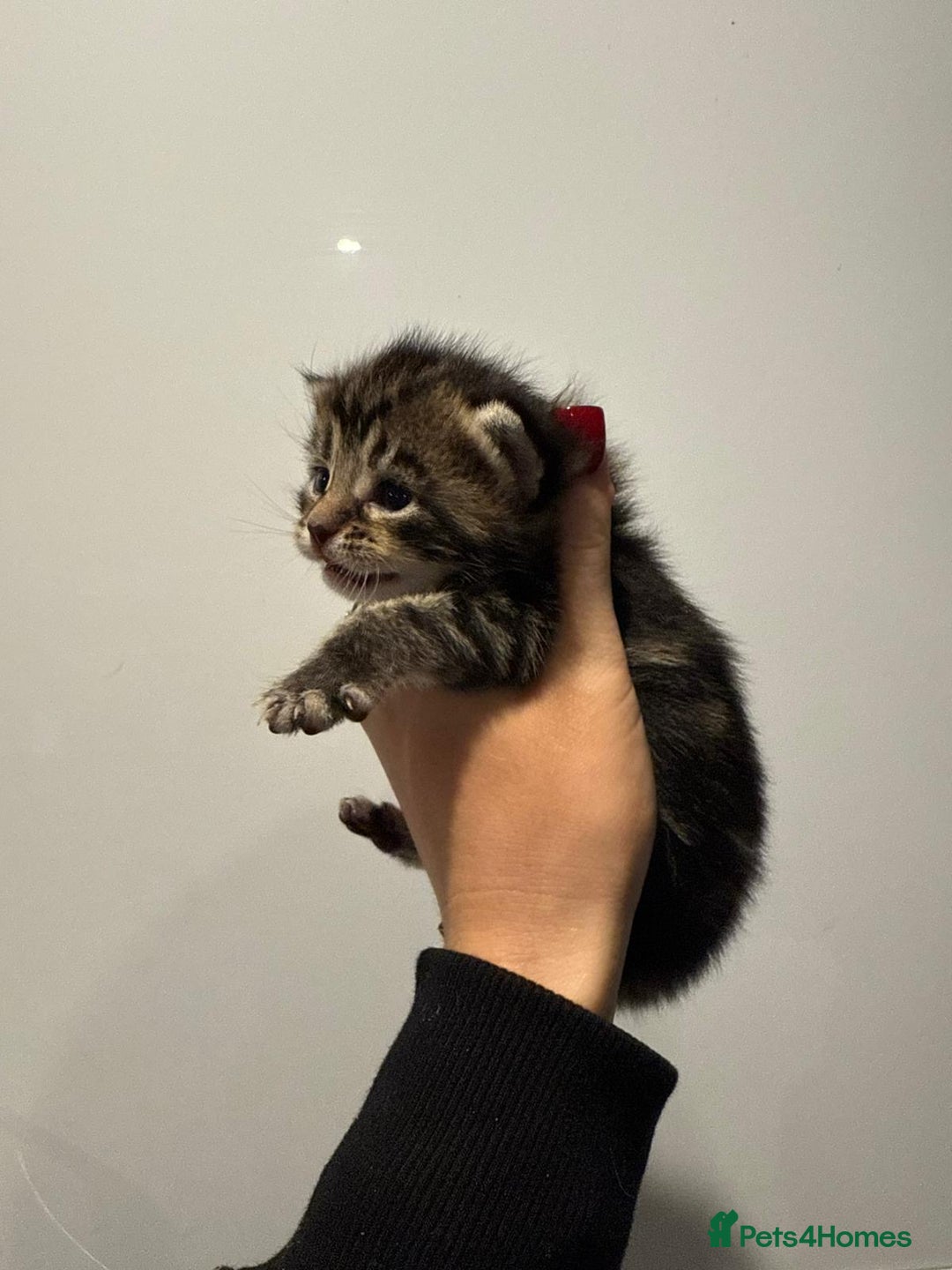 Mixed Breed cats for sale: 2 female kittens   - Image 5