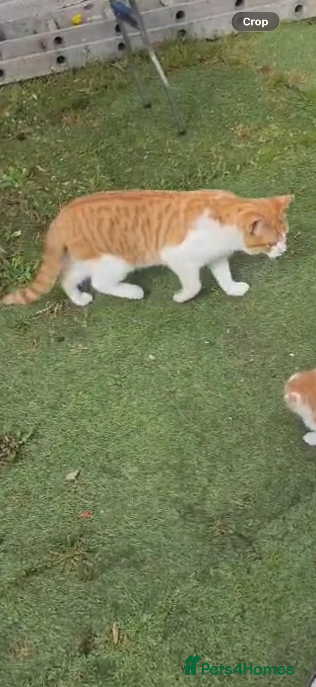 American Shorthair cats for sale: Ginger kitten  in Birmingham - Advert 2