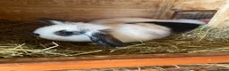 Mini Lop rabbits for sale: Mini lop rabbits - Advert 2
