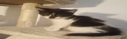 American Shorthair cats for sale: 6 gorgeous mix breed kittens  - Advert 5