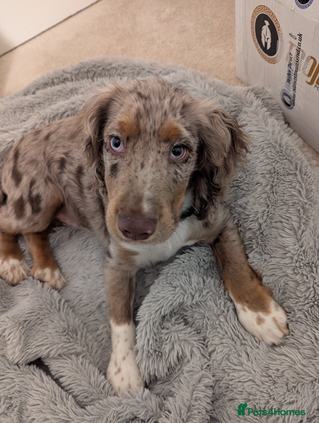 Cocker Spaniel dogs for sale: Cute 5 Month Old Puppy Looking for a Forever Home - Advert 3