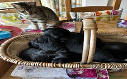 Yorkiepoo dogs for sale: Yorkiepoo Puppies to the manor born - Image 3