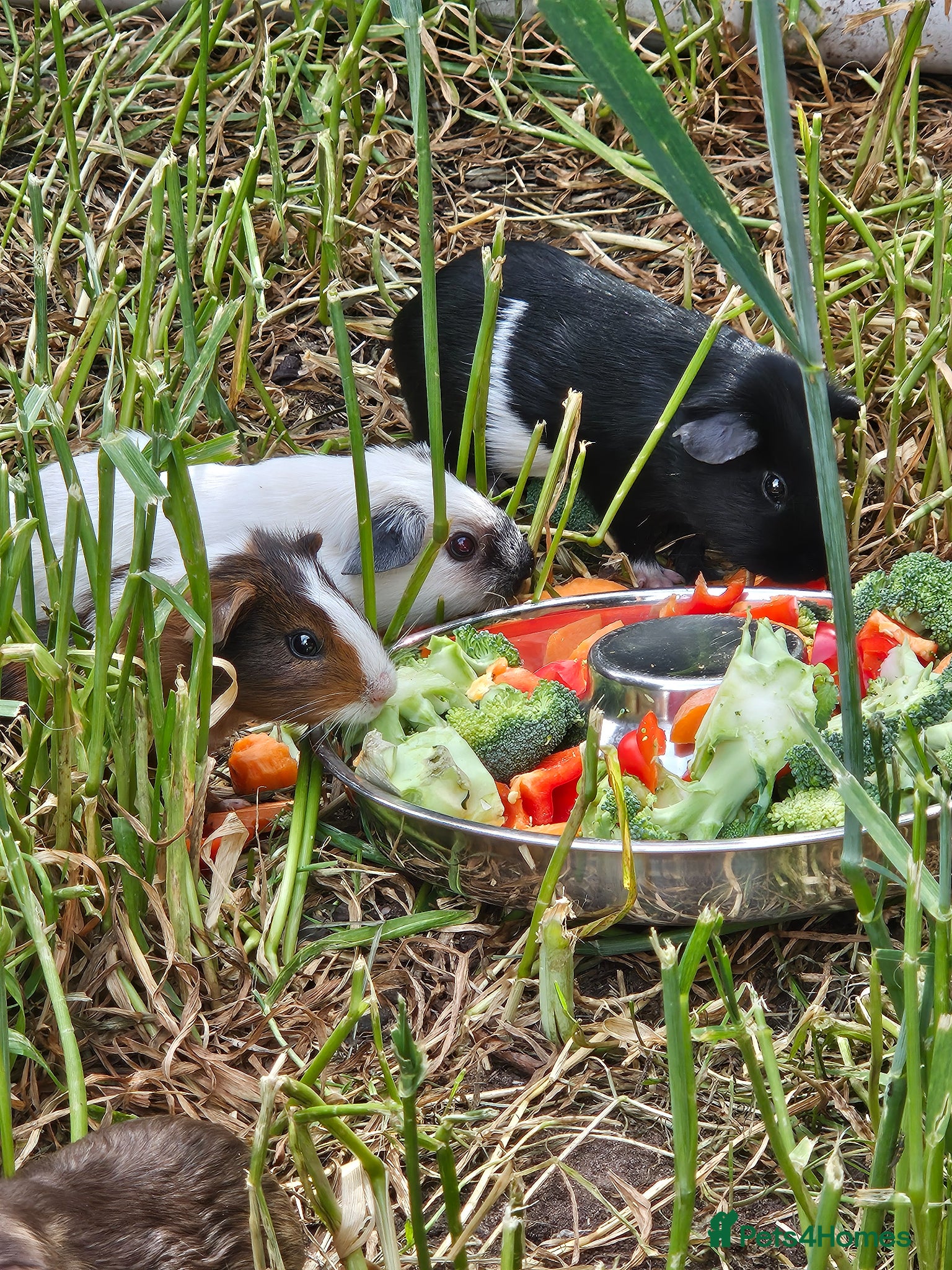 Guinea Pig rodents 8 male guinea pigs  - Advert 3