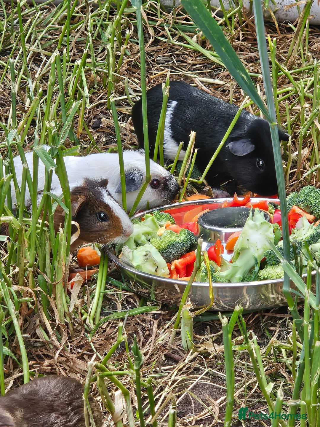 Guinea Pig rodents for sale: 8 male guinea pigs  - Advert 1