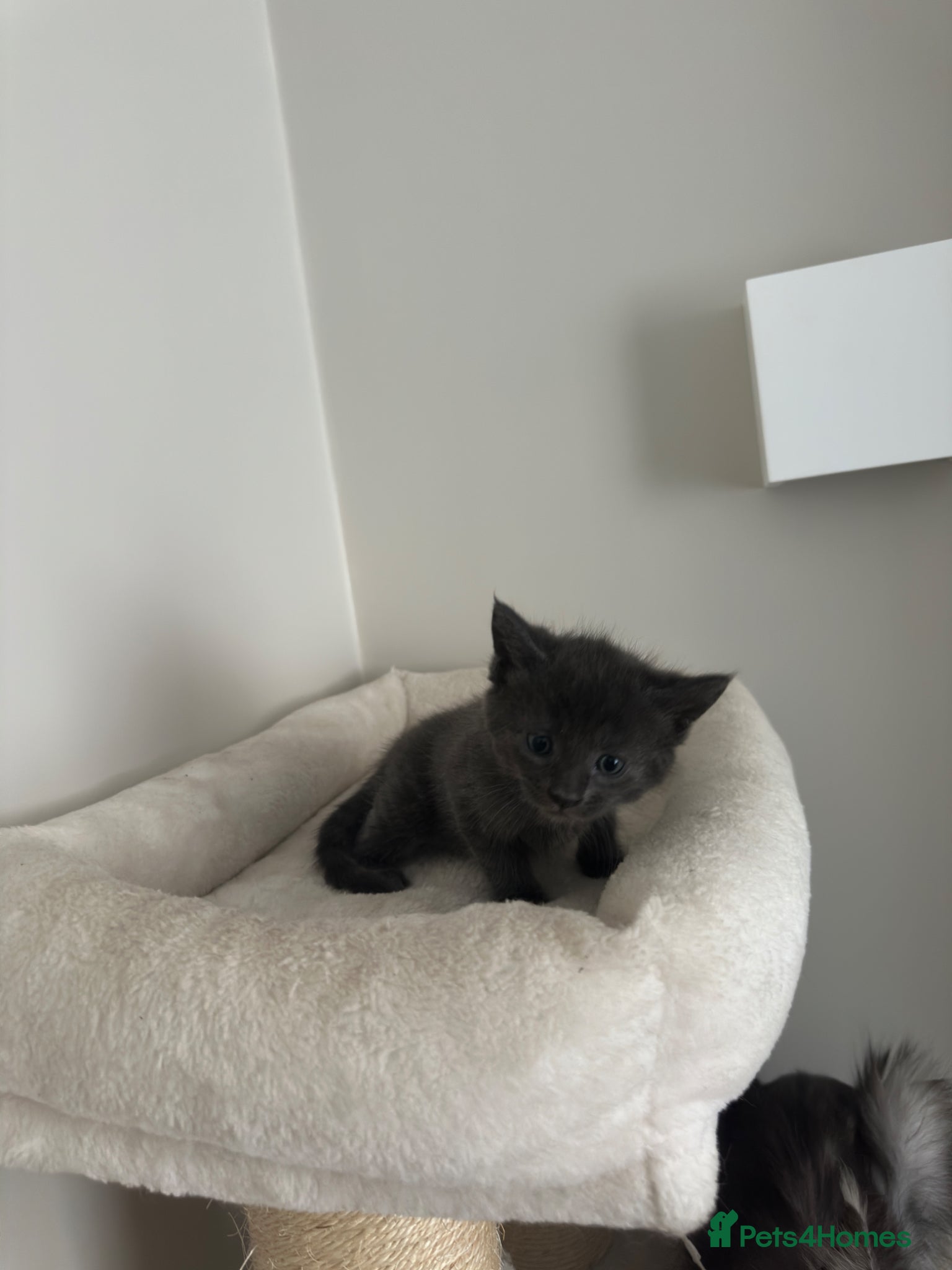 Mixed Breed cats for sale: Maine coon mix breed kittens  - Advert 13