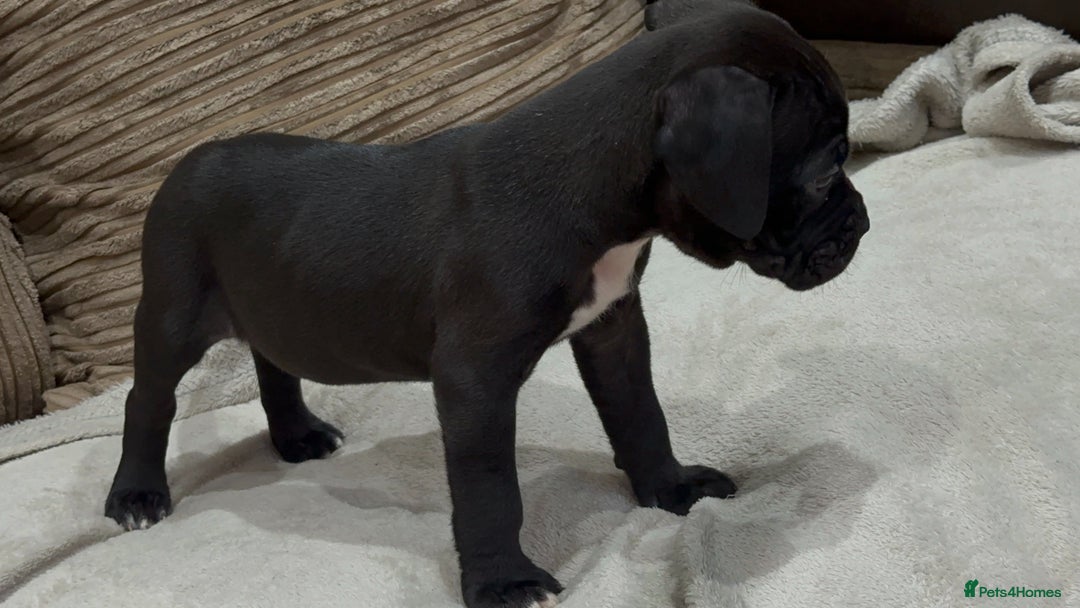 Cane Corso dogs for sale: Cane Corso Puppies for Sale - Image 4