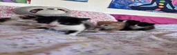 British Shorthair cats for sale: Four cute kittens mixed litter . - Advert 4