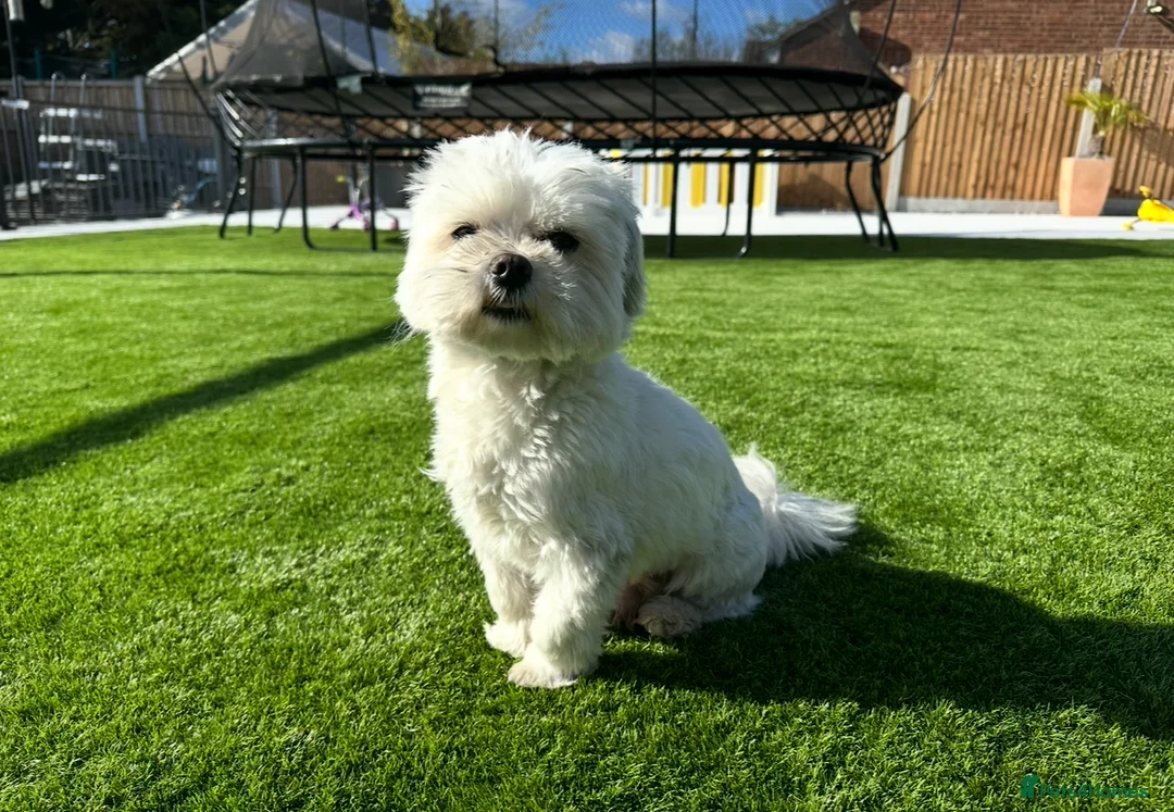 Maltese dogs for stud: *** EXPERIENCED MALTESE STUD*** - Advert 5