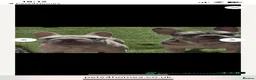 French Bulldog dogs for sale: Cryptic merle French bulldog - Advert 3