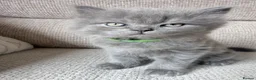 Scottish Fold cats for sale: Beautiful Scottish Fold Kittens 🐾 in Huntingdon - Advert 26