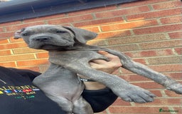 Cane Corso dogs for sale: Cane corso puppies 10 weeks old - Image 9