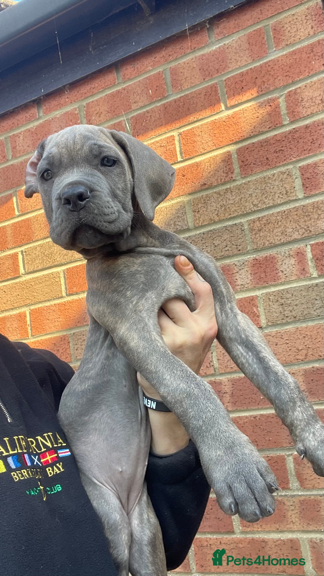 Cane Corso dogs for sale: Cane corso puppies 10 weeks old - Image 9