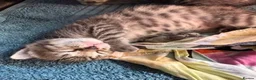 Savannah cats for sale: Gorgeous Spotty Savannah Babies - 2 Girls Left  - Advert 12
