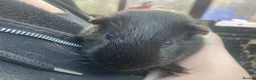 Guinea Pig rodents for sale: Baby guinea pig boys and girls - Advert 6