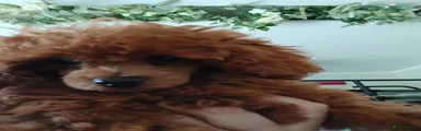 Toy Poodle 4