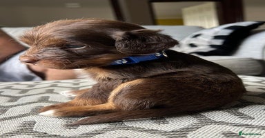 Jackapoo dogs - Advert 13